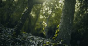 Nettikiusaaminen - Internetin myrkyllisyyden vähentäminen: Uudet näkökulmat ja ratkaisut