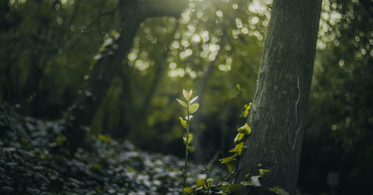 Nettikiusaaminen - Internetin myrkyllisyyden vähentäminen: Uudet näkökulmat ja ratkaisut