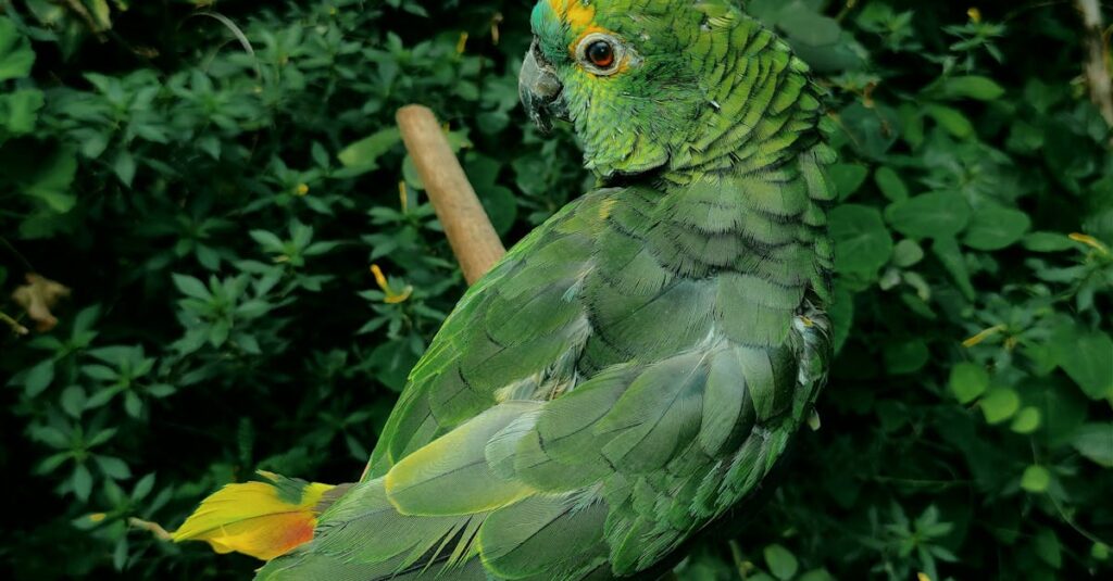 Kaupanala - Miten Amazon Go ja Amazon Fresh -myymälöiden sulkeminen muuttaa ostokokemusta?