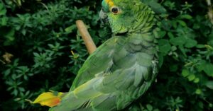 Kaupanala - Miten Amazon Go ja Amazon Fresh -myymälöiden sulkeminen muuttaa ostokokemusta?