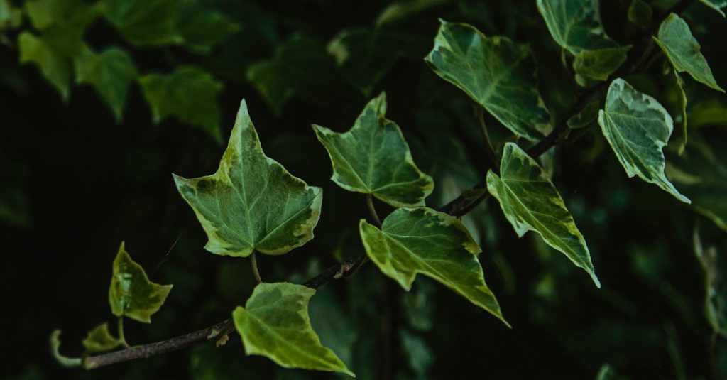 tähtitiede - Helix-sumun mysteeri avautuu: Näin kuoleva tähti muovaa galaksiamme tulevaisuutta
