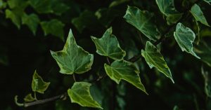 tähtitiede - Helix-sumun mysteeri avautuu: Näin kuoleva tähti muovaa galaksiamme tulevaisuutta