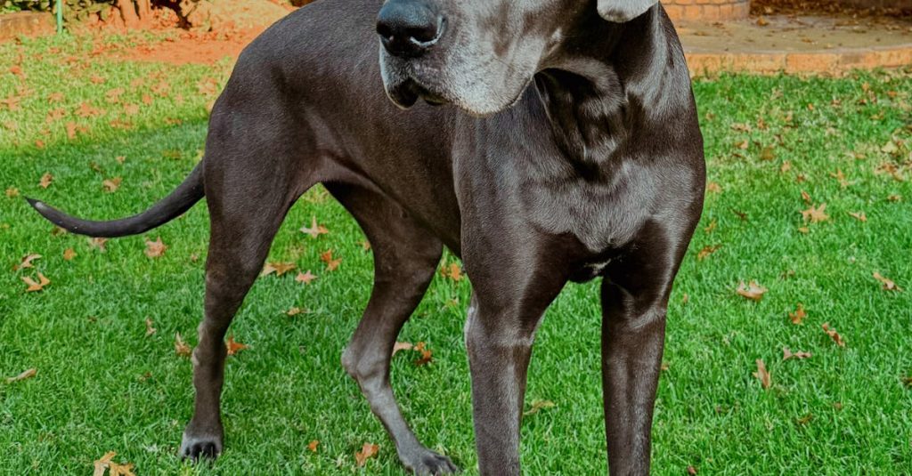 Junarata - Iso-Britannian Raideliikenteen Vallankumous: Ensimmäinen Akkuvaunu UK:ssa Muuttaa Pelin Sääntöjä