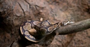 Ohjelmointi - Python Chardet: Uuden Aikakauden Alku Tekoälyn Voimin