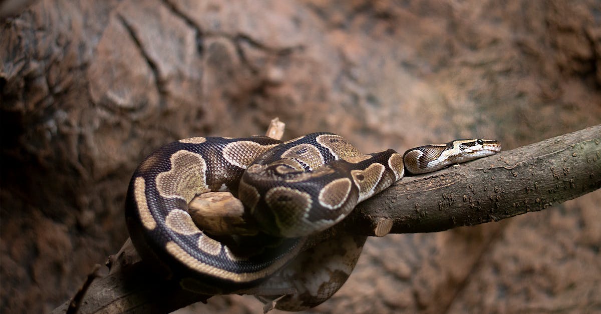 Ohjelmointi - Python Chardet: Uuden Aikakauden Alku Tekoälyn Voimin